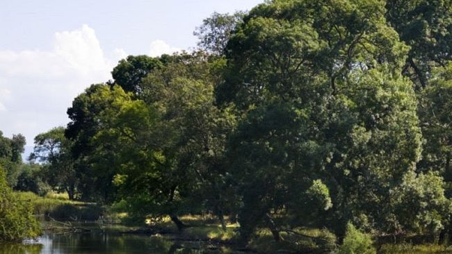 San Rossore: alberi al posto dei rifiuti