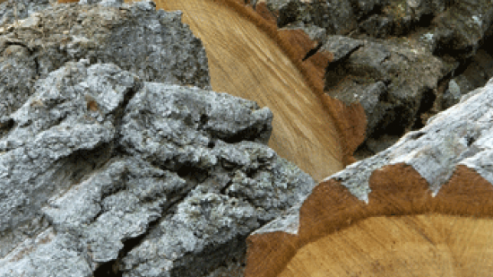 Festa dell’Albero il 19, 20 e 21 novembre