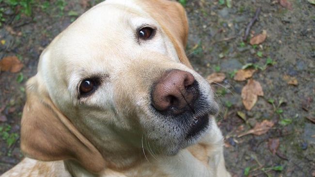 Primo convegno italiano sulla Pet Therapy all’AOU Meyer