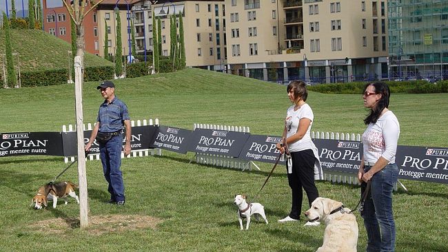 Pro Plan Dog Training oggi a Firenze