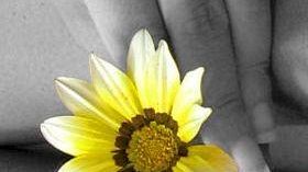 Su <I>Nove da Firenze</I> i necrologi online