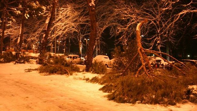 Alberi da sostituire. Renzi: ''I pini non vanno bene in città''