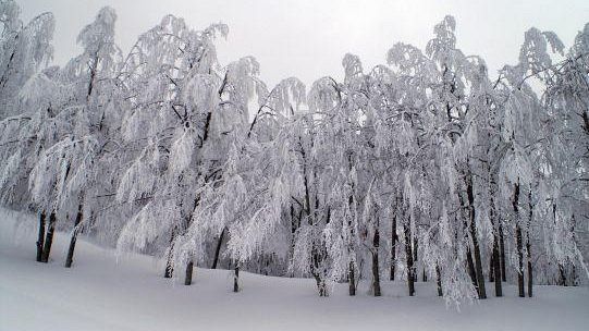 Dove osano i cervi: tra le foreste innevate e una fauna ricchissima