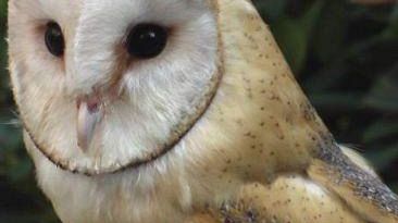 Vinci (FI): il 27 luglio la Festa dell'Unicorno