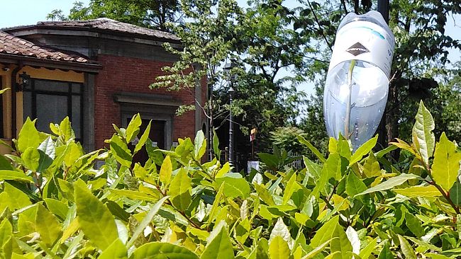 Viale Galileo: il mistero delle bottiglie infilate sulle piante