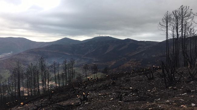 Arresti per gli incendi in Lucchesia: la Regione applaude l'Arma