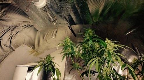 Firenze stupefacente: artigiano coltiva droga nel retrobottega