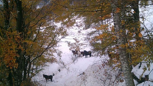 Maltempo: raggiunta la famiglia isolata a San Godenzo