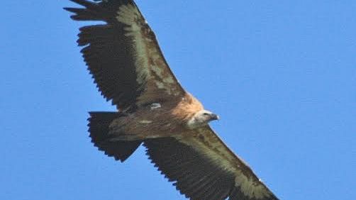 Cinque Grifoni sulla Montagna pistoiese