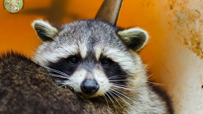 Un procione nel Parco delle foreste casentinesi