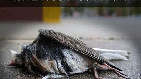 Capodanno: proteggiamo gli animali dai botti