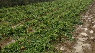 Nuove opportunità per l'agroalimentare grazie alla Smart Specialisation Platform