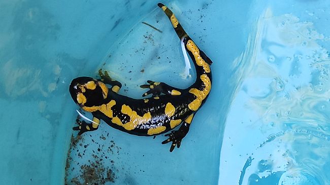 Salamandre, tritoni e rane salvate prima dei lavori