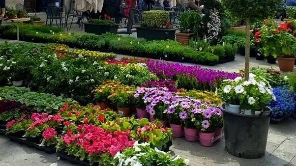 Pienza dei Fiori, XXX edizione