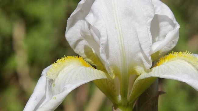 Iris florentina in sboccio