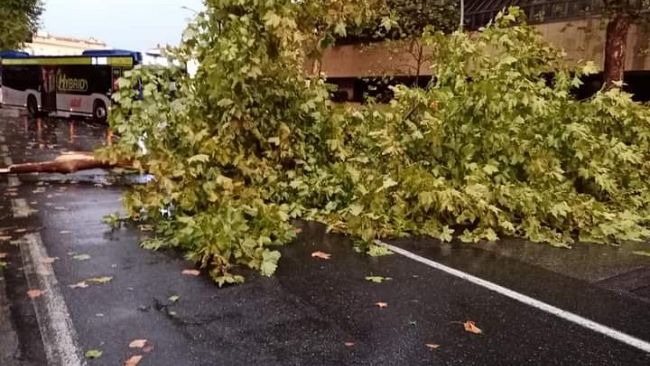 Maltempo, cade un albero in viale Giovine Italia: caos e paura