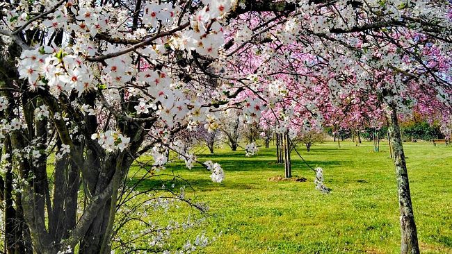Giardini e parchi, il Comune aperto alle idee dei cittadini