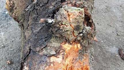 Viale Corsica: concluse le operazioni per il taglio di 48 piante