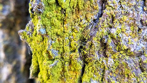 I licheni sentinelle che monitorano la qualità dell’aria