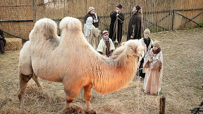 Maltempo: Faentina fermata, bus al posto dei treni