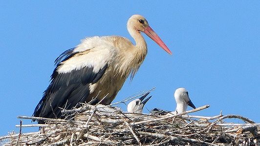 Nuova casa per le Cicogne di Monsummano