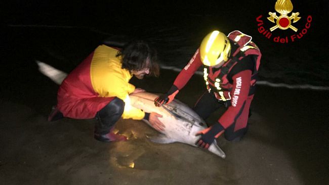 Livorno: delfino arenato salvato dai Vigili del fuoco 