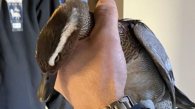 Duomo Firenze, recuperata anatra marzaiola ferita ad un’ala