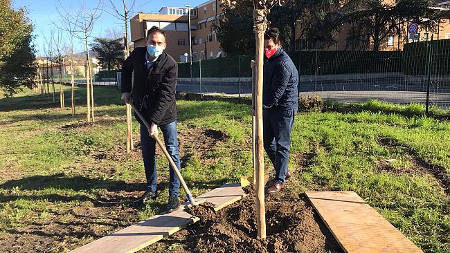 Zona via Mannelli, arrivano 25 nuovi alberi