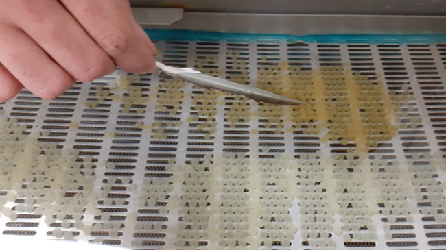 ​La trota mediterranea torna a casa