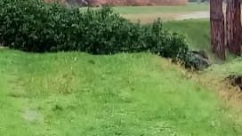 Caduto un pino in viale De Amicis