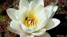 Giardino didattico nel Padule di Fucecchio