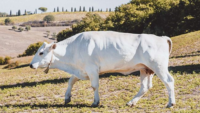 Dal 17 al 18 agosto il Gigante Bianco a Montepulciano