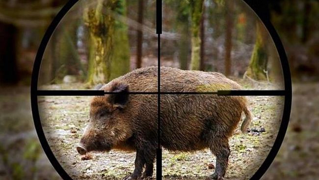 Danni fauna selvatica: arrivano indennizzi regionali