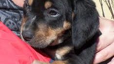 Regalare un cucciolo per San Valentino? Appello a non farlo