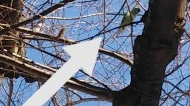 Pappagalli a Firenze: ormai hanno colonizzato la città