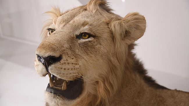 Università di Firenze: il Museo di Storia naturale compie 250 anni