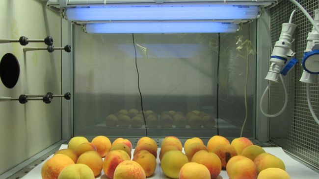 Pisa, la superfrutta ricchissima di antiossidanti