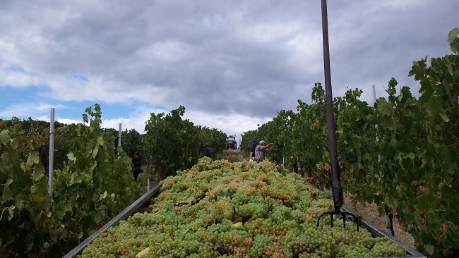 ​Vino, Consorzio del Chianti: anche in Toscana sperimentazione di viti resistenti ai funghi