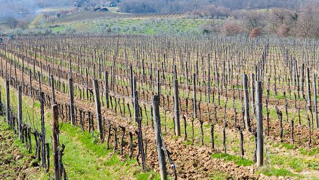 confagricoltura-toscana-la-regione-bocci-il-biodinamico