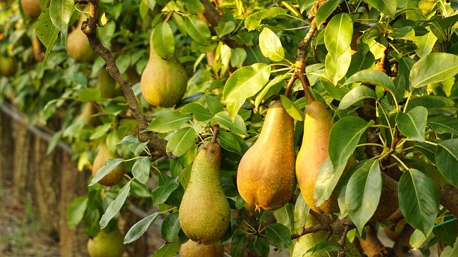 Frutta, un 2021 da salvare solo per la qualità