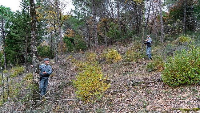 Taglio di alberi nei boschi senza autorizzazione paesaggistica