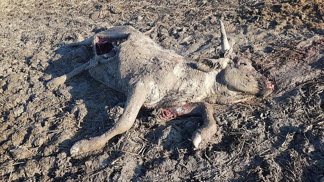 Maremma: lupi in branco fanno strage di vitelle