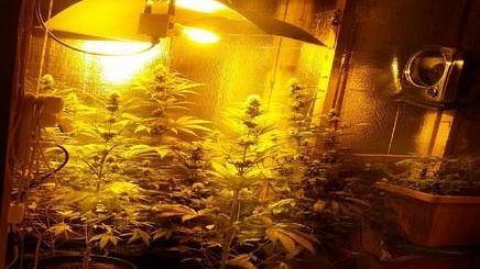  Mini serra per la coltivazione della marijuana in un capannone abusivo