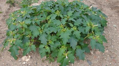 Vu' cumprà offrono pillole d'erbe afrodisiache