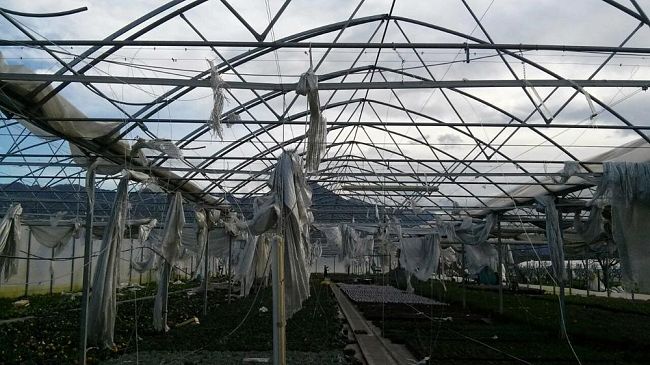 Serre cinesi, Fossi (Campi Bisenzio): 