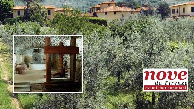 Olio extravergine: concorrenza e consapevolezza davanti allo scaffale