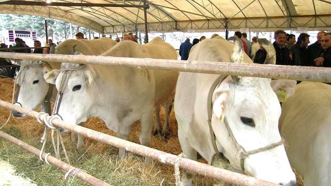 Gli allevatori festeggiano Sant'Antonio Abate