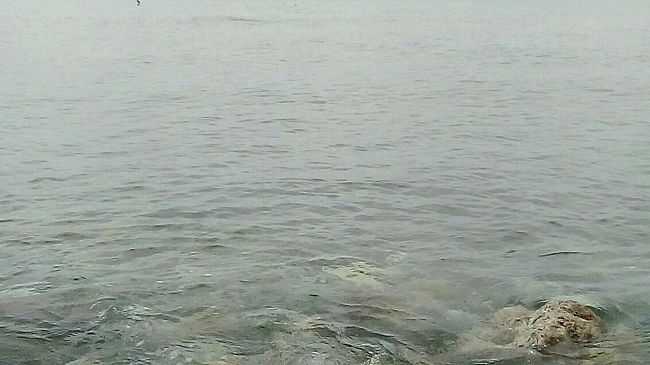 Salute del mare, a Livorno i dati e le prospettive