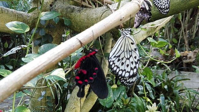 Collodi, il fascino della Casa delle Farfalle