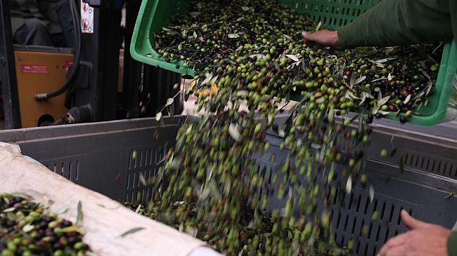 Partita la stagione dell'olio nuovo in Valdichiana Senese